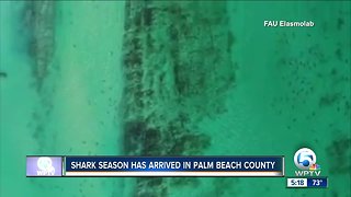 Shark migration off Palm Beach