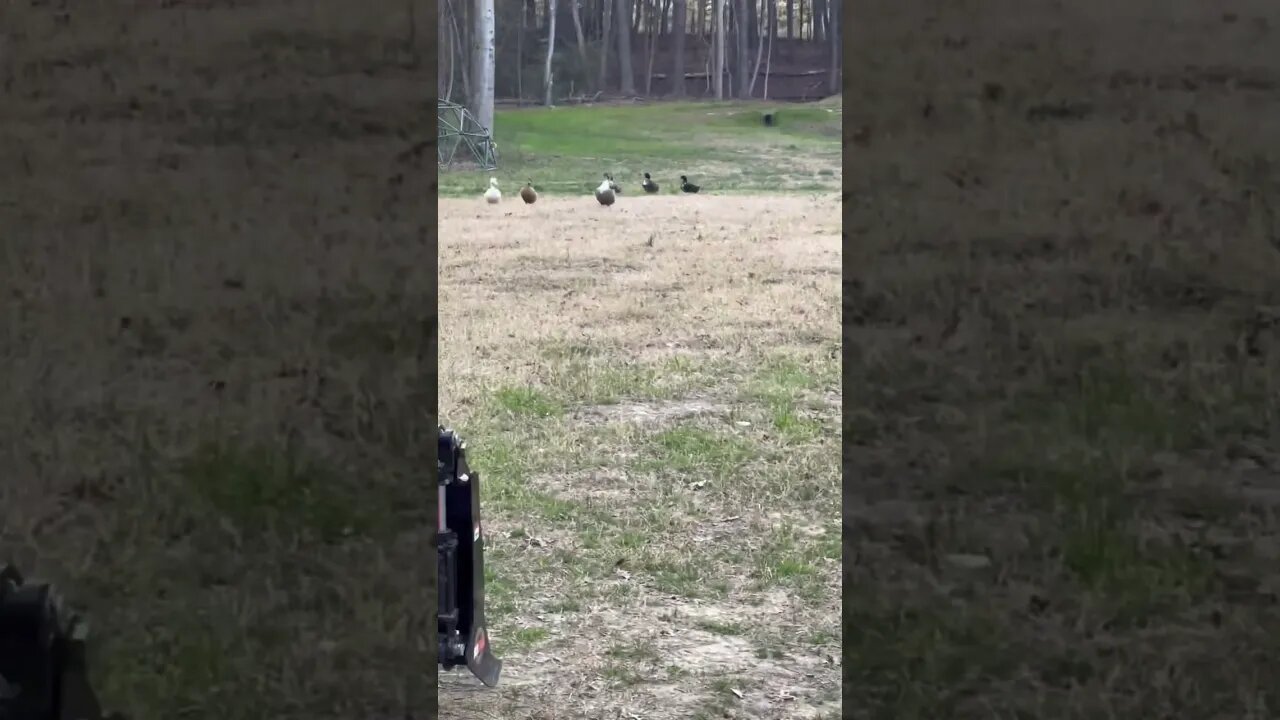 The Duck Mafia Shows Up with a Surprise #shortsfeed #friends