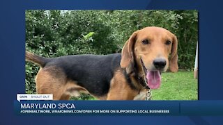 Raisin the dog is looking for a new home at the Maryland SPCA