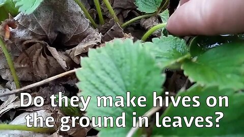 Bee TV - moments like this make all the hard work worth it. Build a food forest, save the bees