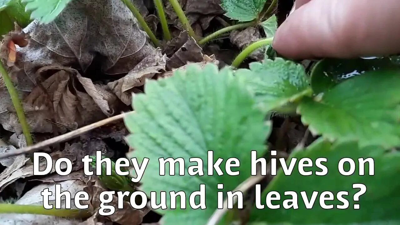 Bee TV - moments like this make all the hard work worth it. Build a food forest, save the bees