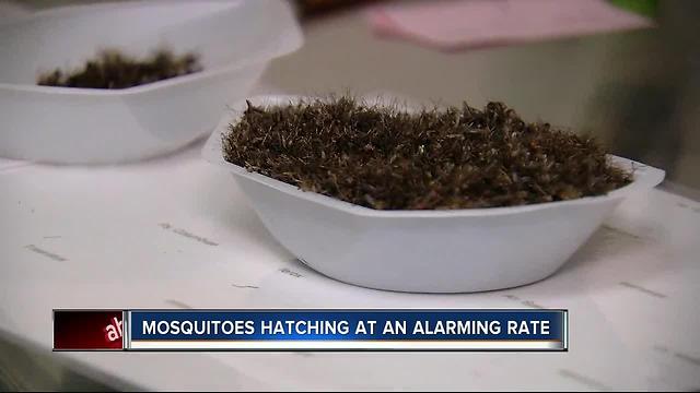 Polk monitoring explosion of mosquito population across county