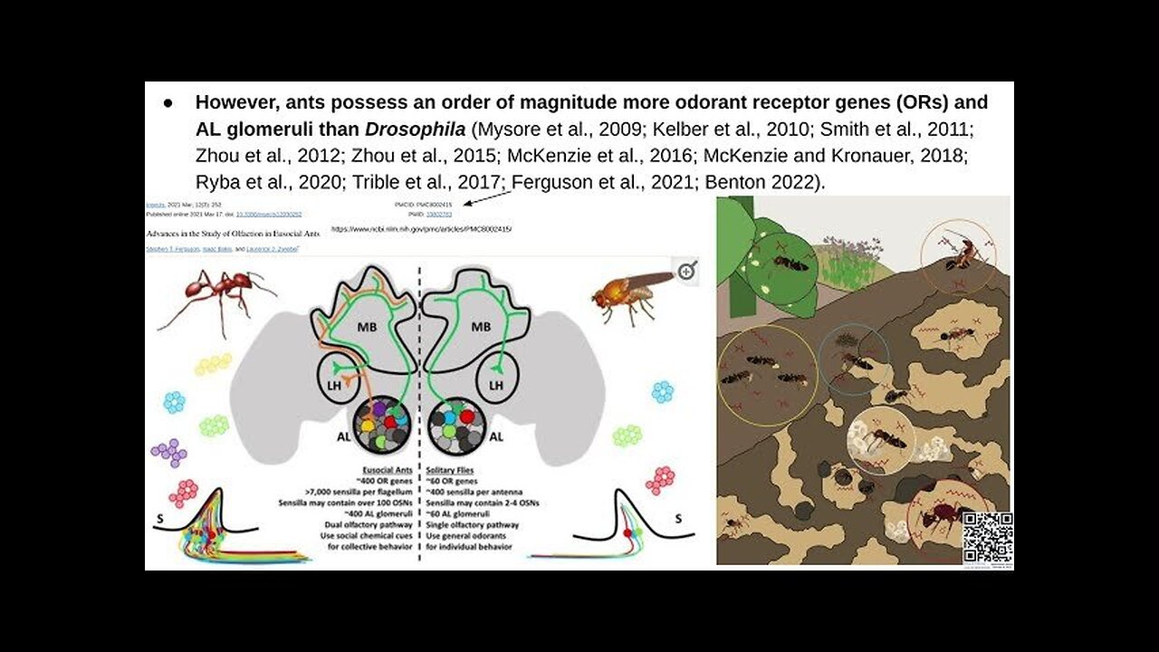 PaperStream #004.0 ~ Sparse and stereotyped encoding implicates a core glomerulus for ant alarm...