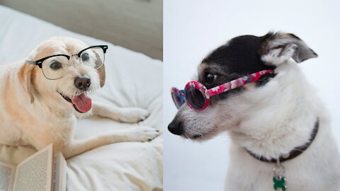 To laugh ... Animals making a mess