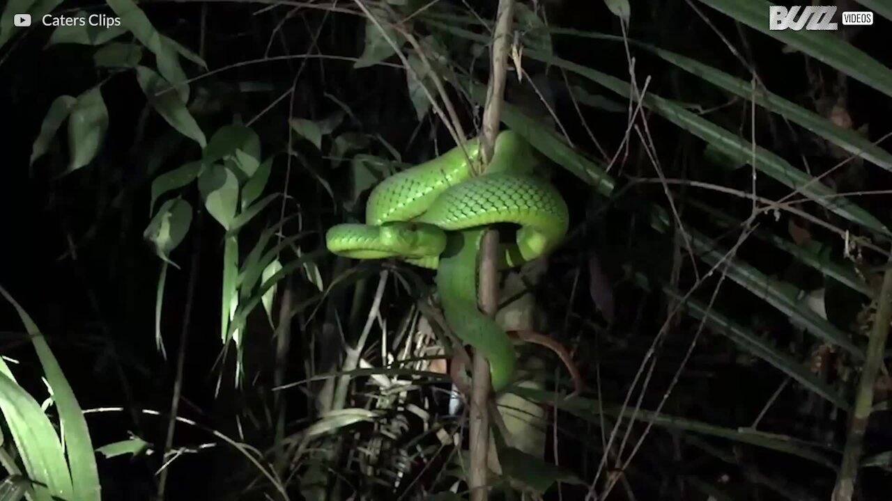 Un'avventura nel fantastico mondo dei serpenti