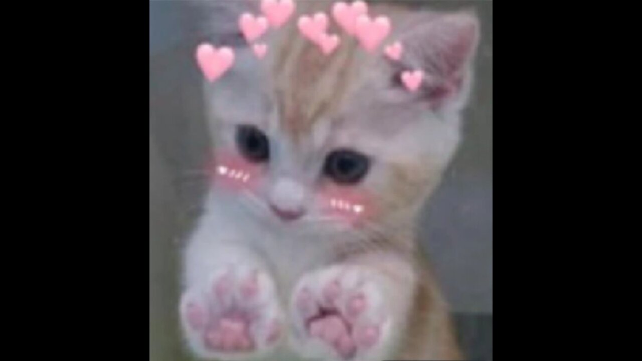 most gorgeous cat