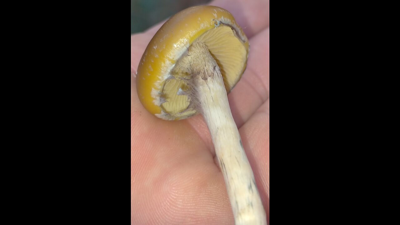 Magic mushrooms Psilocybe Subaeruginosa