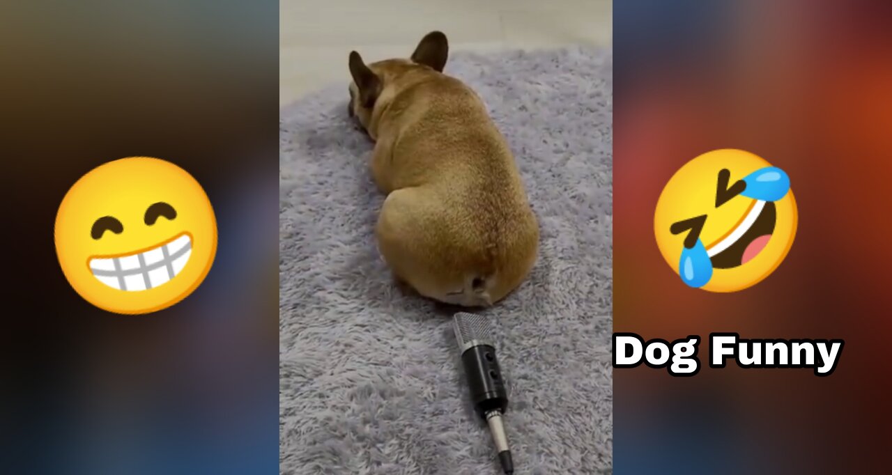 Dog & Cat Funny Videos