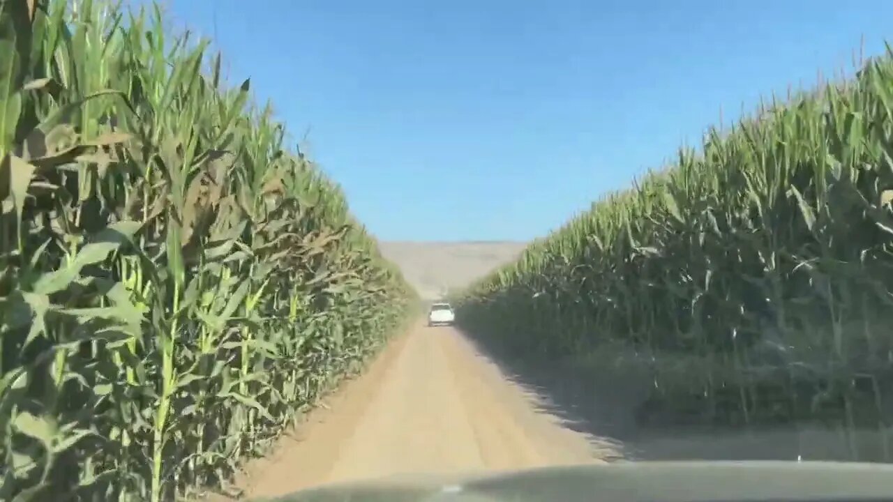 Driving in the corn field at Spina Farms Pumpkin Patch.