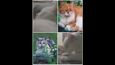 Cats_Lovely cats_cute cats