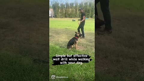 Simple down stay exercise that makes a big difference. #dogtraining