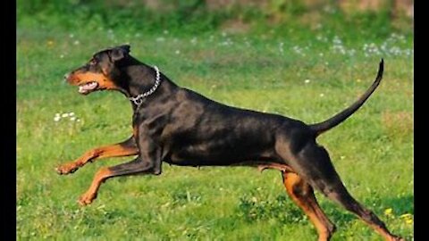Training a guard dog, Step by Step!!!