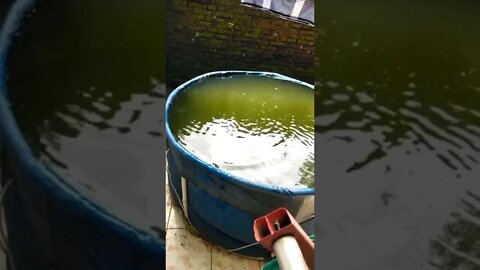 KAFA || MAKANI || IKAN