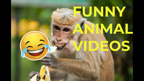 Funny Animal Videos of 2022 | Cute funny animals