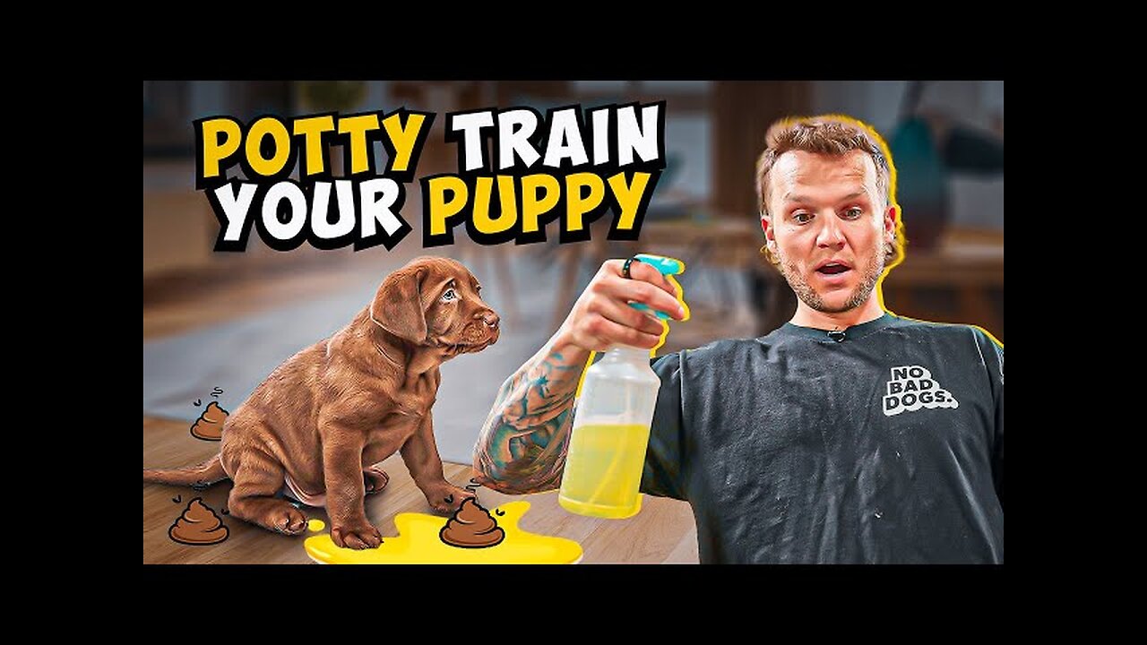 Puppy Training How To Potty Train A PUPPY In 5 Minutes