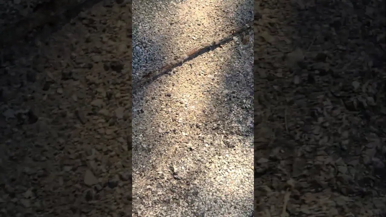 has been here for a month #shorts