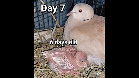 Ringneck Dove baby day 07
