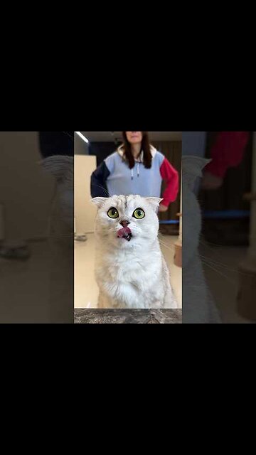 When Sonya wants to eat, nothing can stop her! 😾#cat #cats