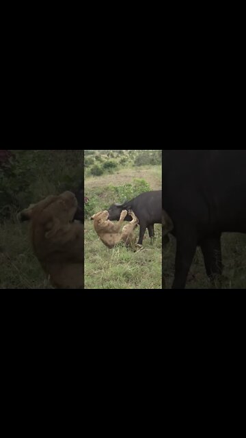 Lion Pride Takes Down Buffalo | #shorts #creativitydecoded