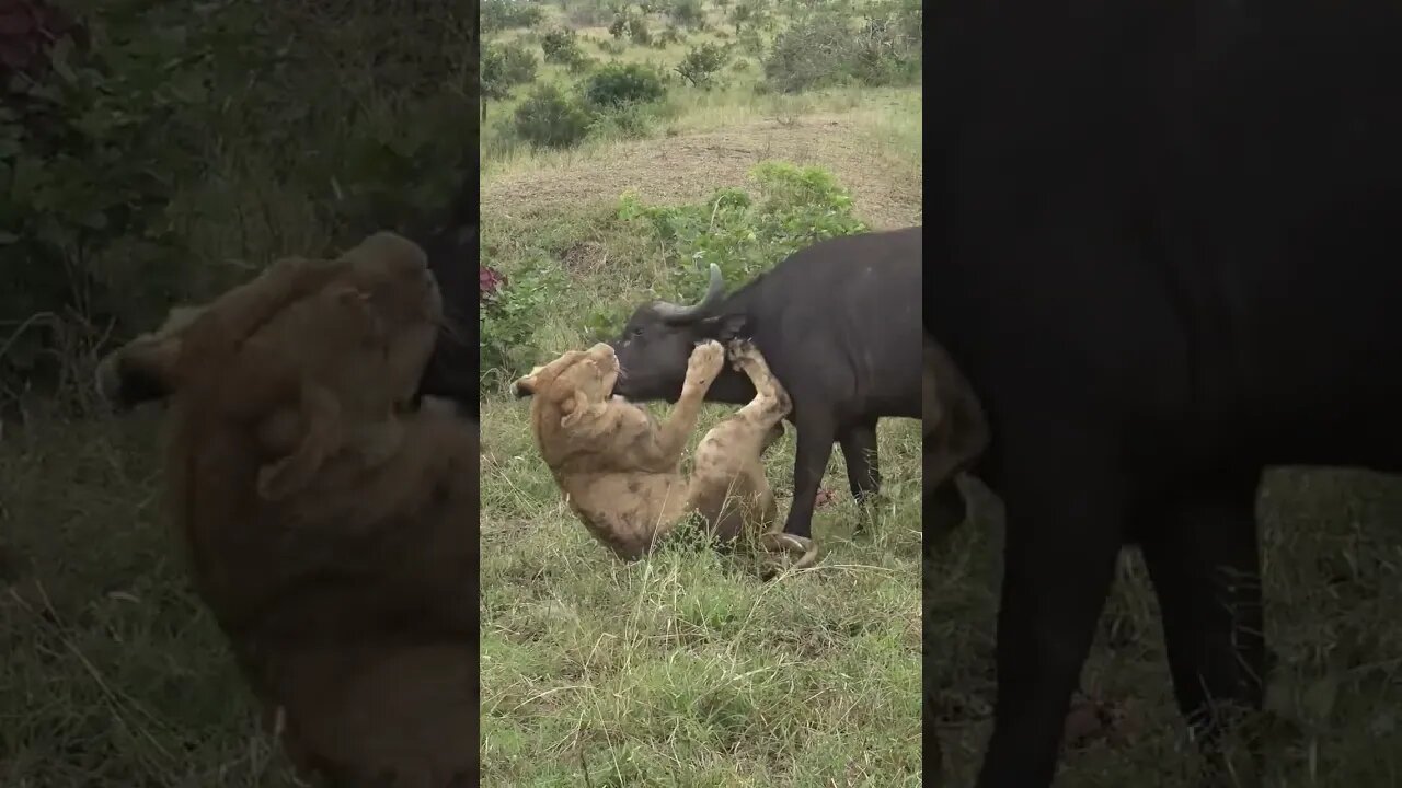 Lion Pride Takes Down Buffalo | #shorts #creativitydecoded