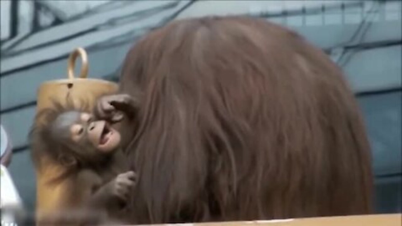 Baby Orangutan