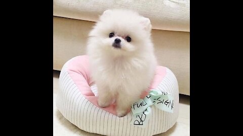 The video of the cute puppy's enjoyment is amazing