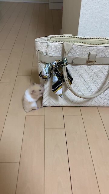 This hamster won't let his size stop him from reaching his dreams