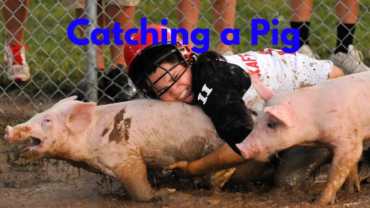 How to catch a pig. #shorts, #pigs, #reddurocpigs, #bacon, #sausage