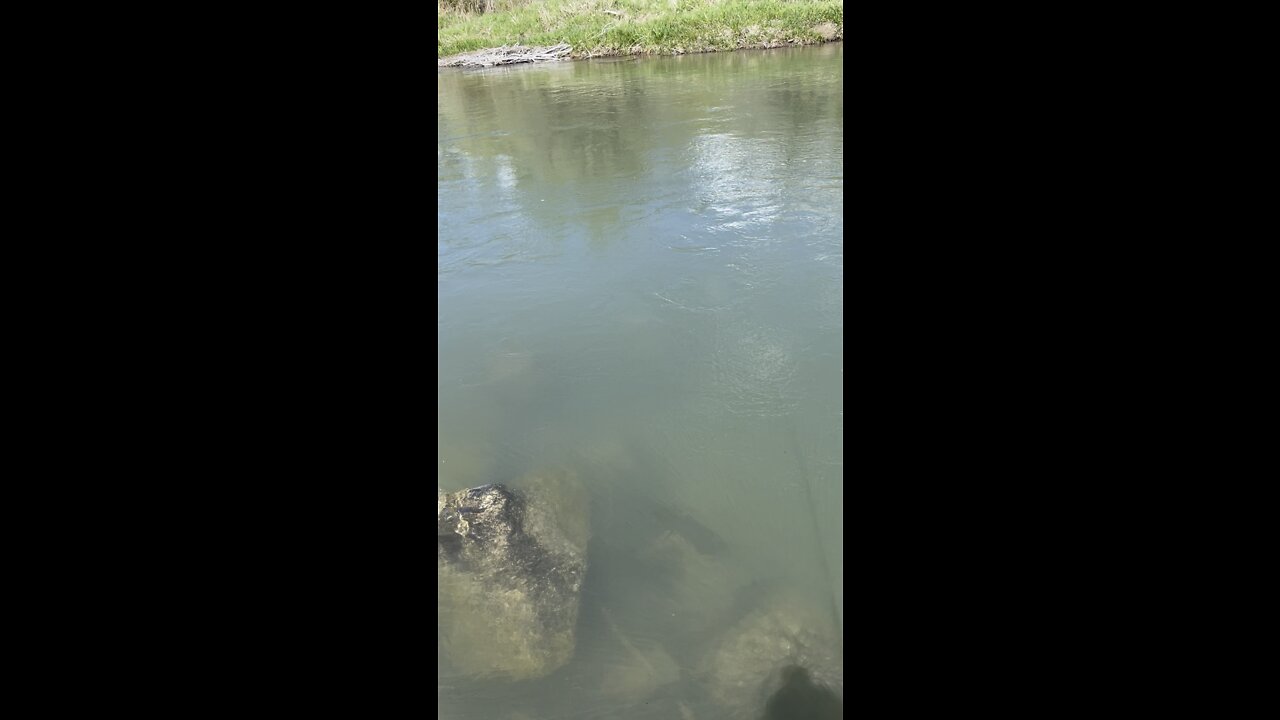 Idaho brown trout runs down river! Fishing is awesome!