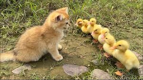 The kitten is so funny,taking the duck to find treasure!The treasure contains delicious food.so cute