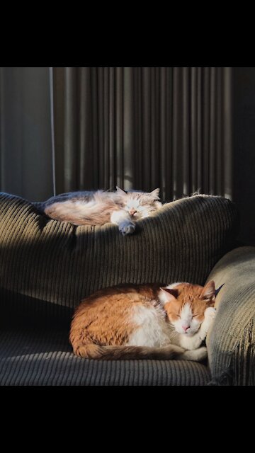 Owner Imitating His Cat Licking - Cats tiktok (Funny Animals #304)