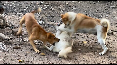 AGRESSIVE DOGS FIGHTING IN FARM !!