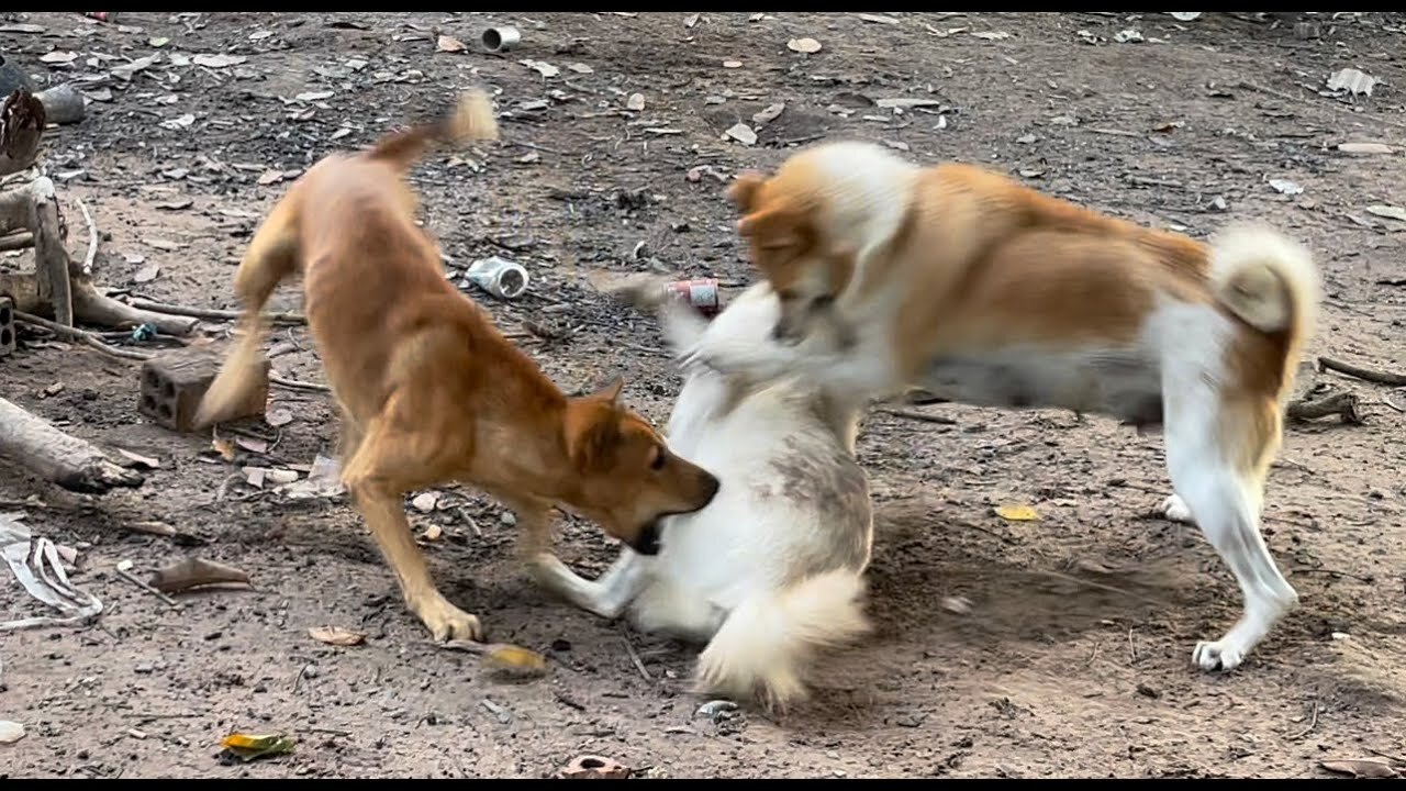 AGRESSIVE DOGS FIGHTING IN FARM !!