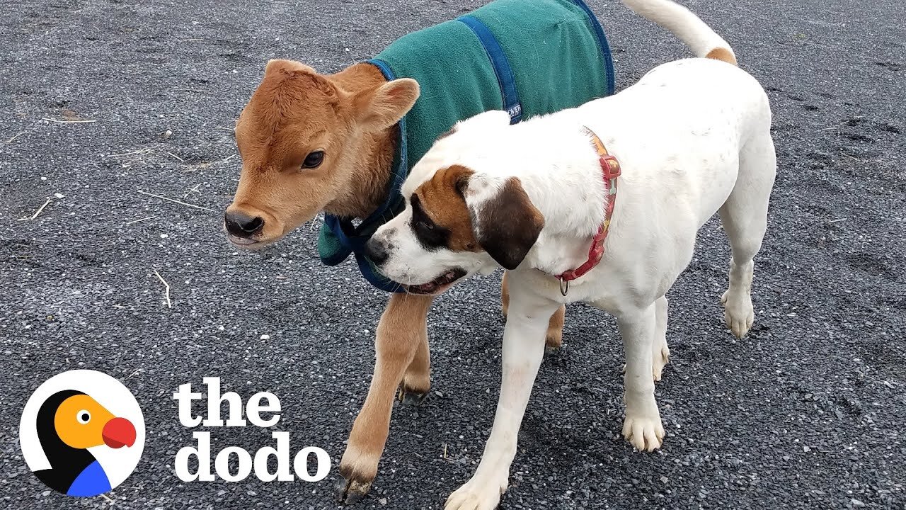 Rescued Baby Cow Starts Wrestling With A Dog Just His Size | The Dodo Little But Fierce