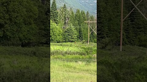 #elk #calvingseason #montana #montanalife #wildernessliving #livingthedream