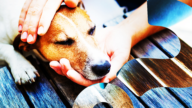 HowStuffWorks NOW: Your Dog Probably Loves You AT LEAST as Much as Food