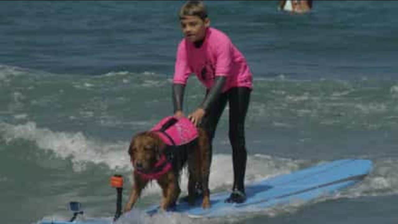 Cane surfista aiuta bimbo autistico in acqua