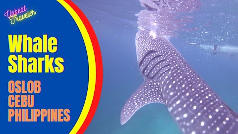 Swimming with Whale Sharks in Oslob, Cebu, Philippines