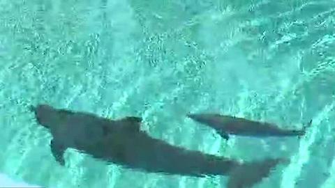 Mirage welcomes newborn dolphin calf