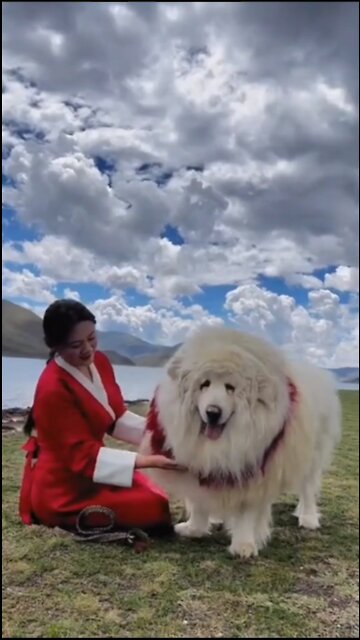 Funny Puppy Compilation