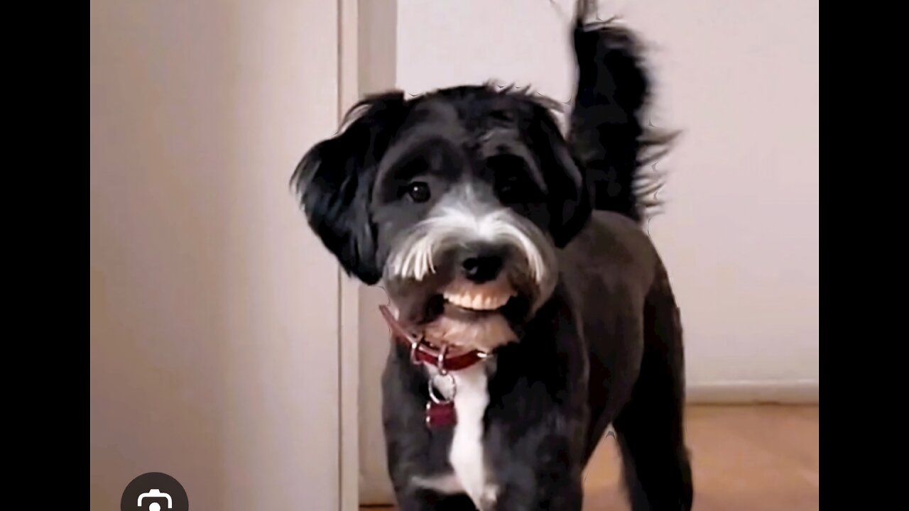 "Dental Dog: Grandma's Unlikely Toothpick!"