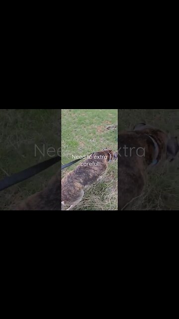 Blind dog still loves hikes... #shortsvideo #dog #socialmedia #blinddogs