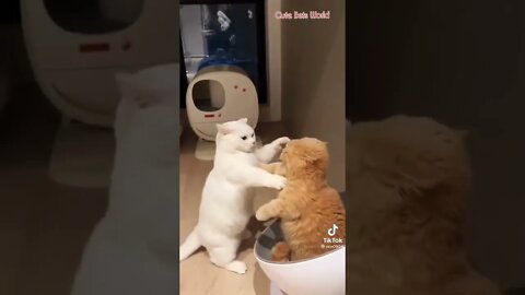 cute cats fighting #shorts #tiktok #funny #cat #trending #trend