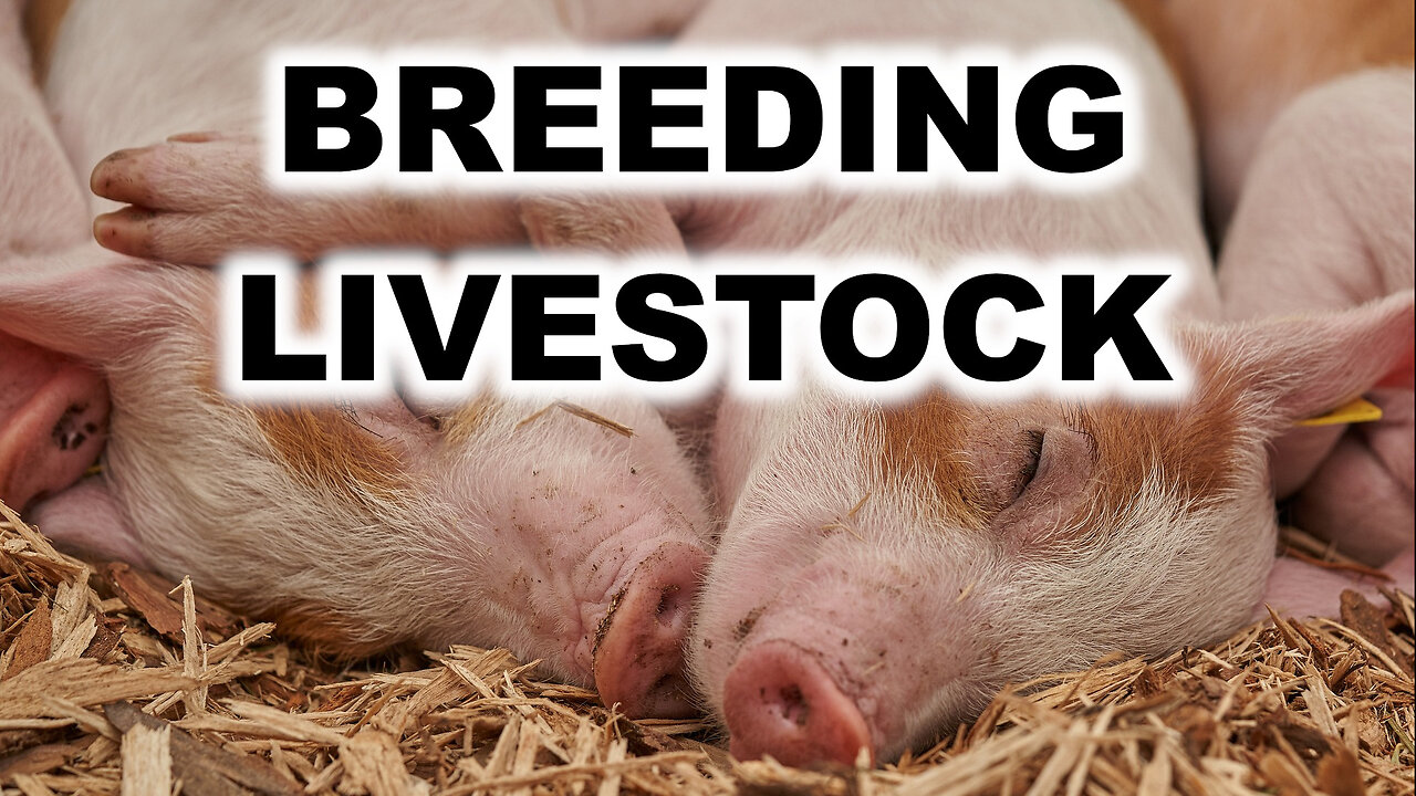 Small scale livestock breeding