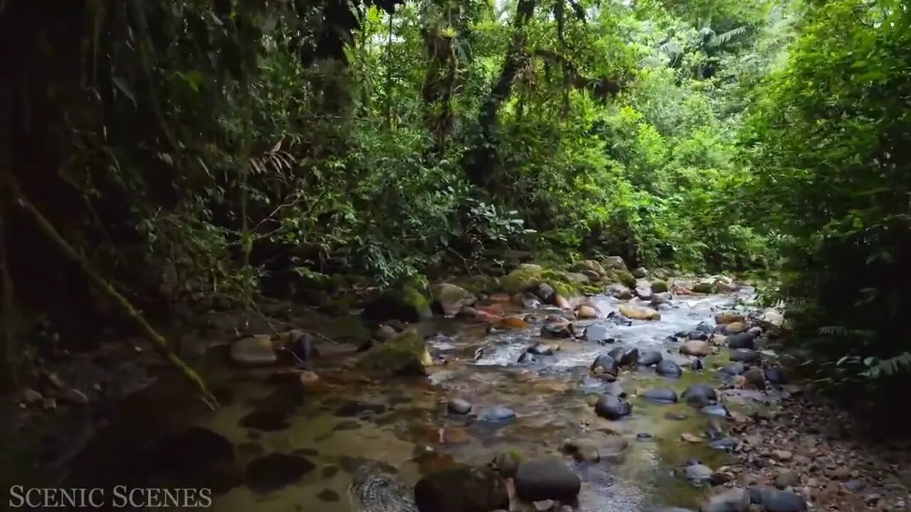 The world's largest tropical rainforest 9