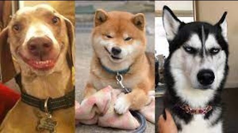 Funny Dog moments with dogs and their master life's with laughter #rumble#fun