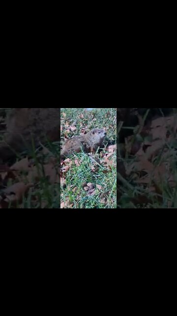 So Funny!! How Fast Is A Groundhog?