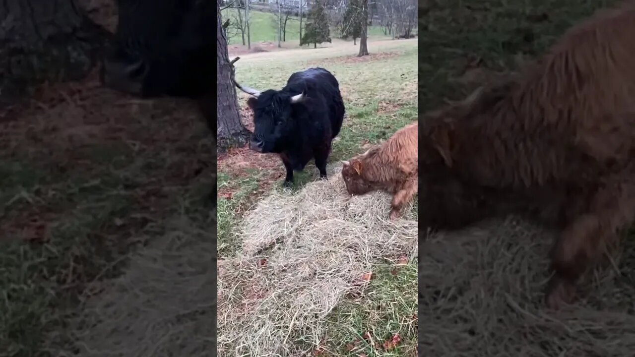 #kunekune pigs done run the #scottishhighlands off their feeding spot! #shorts