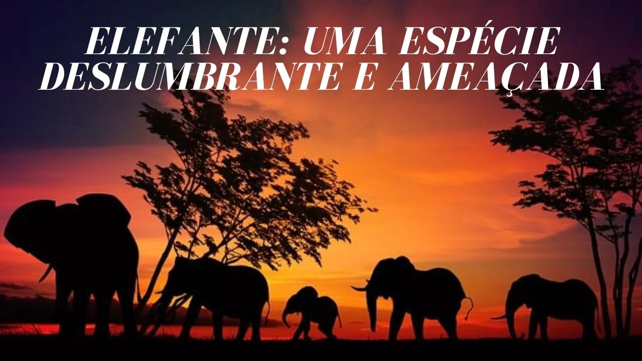 Elefante: uma espécie deslumbrante e ameaçada | Mamíferos #29