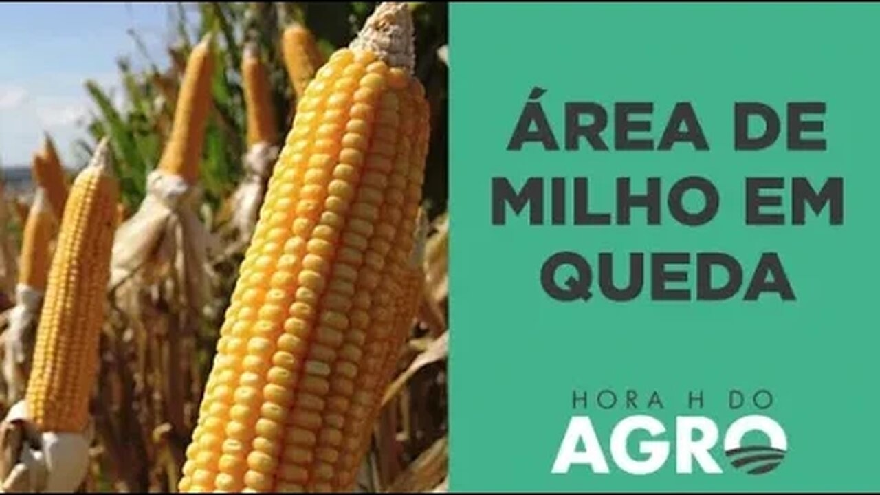 Área de milho terá a primeira redução em 5 anos I HORA H DO AGRO